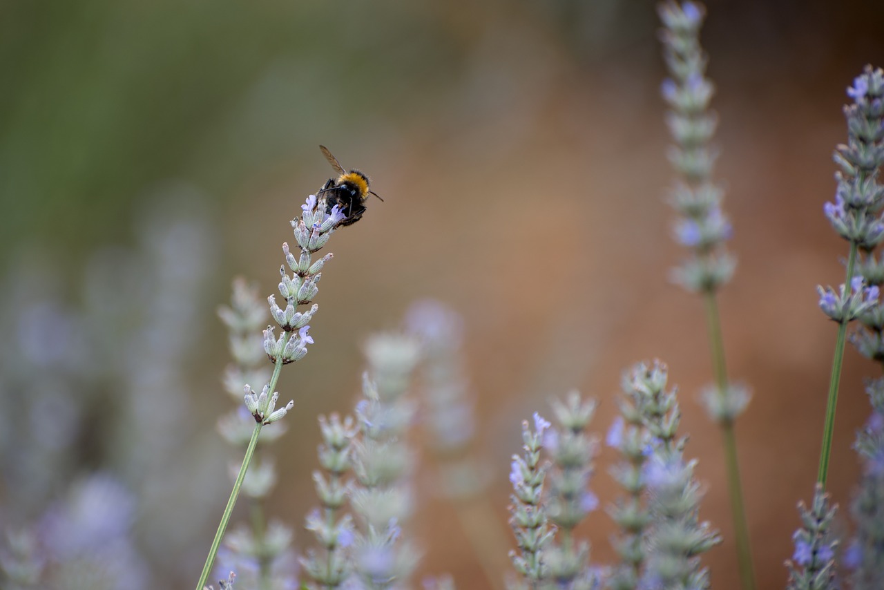 bumblebee lavender bug free photo