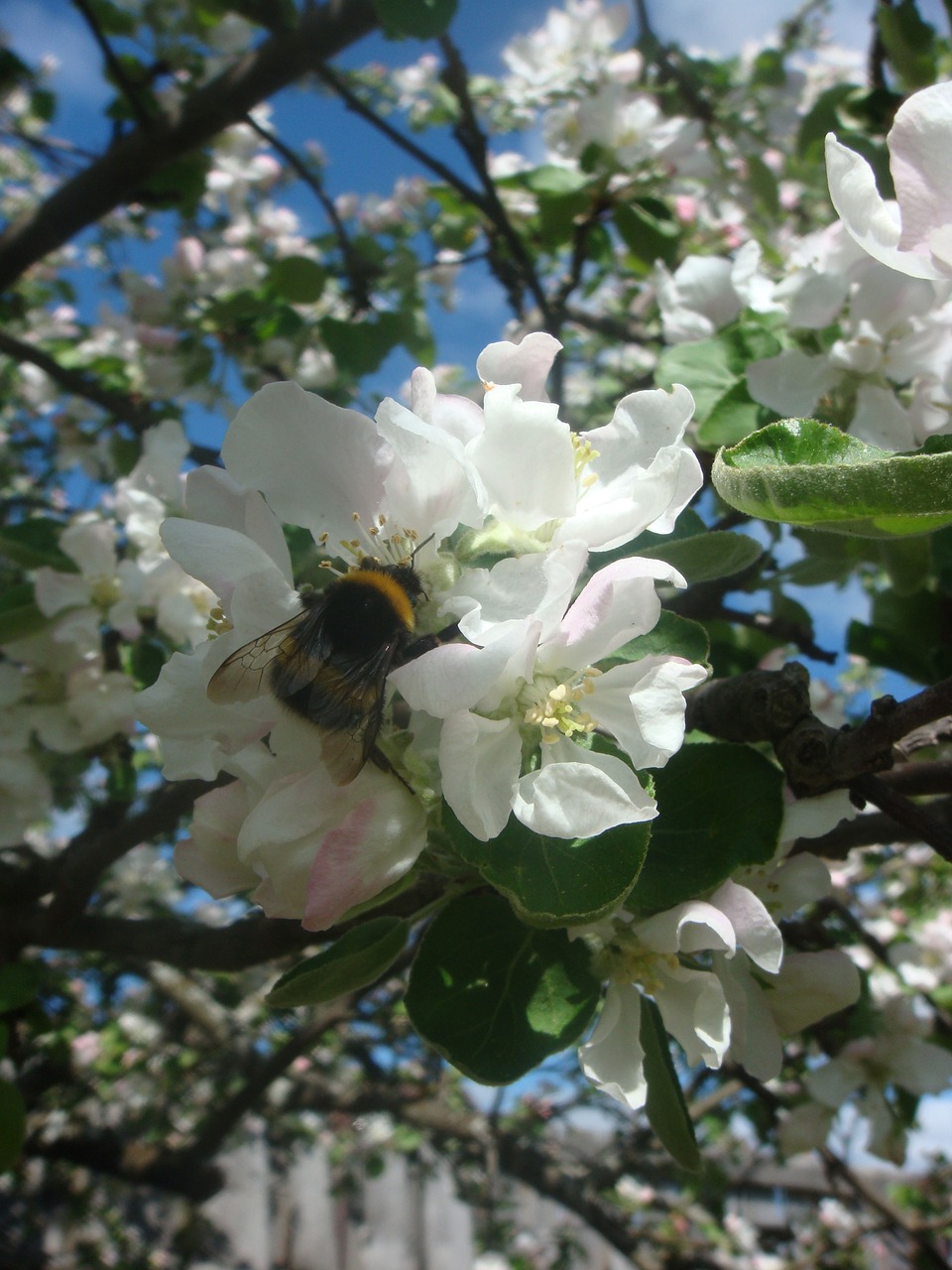 bumblebee garden gardening free photo