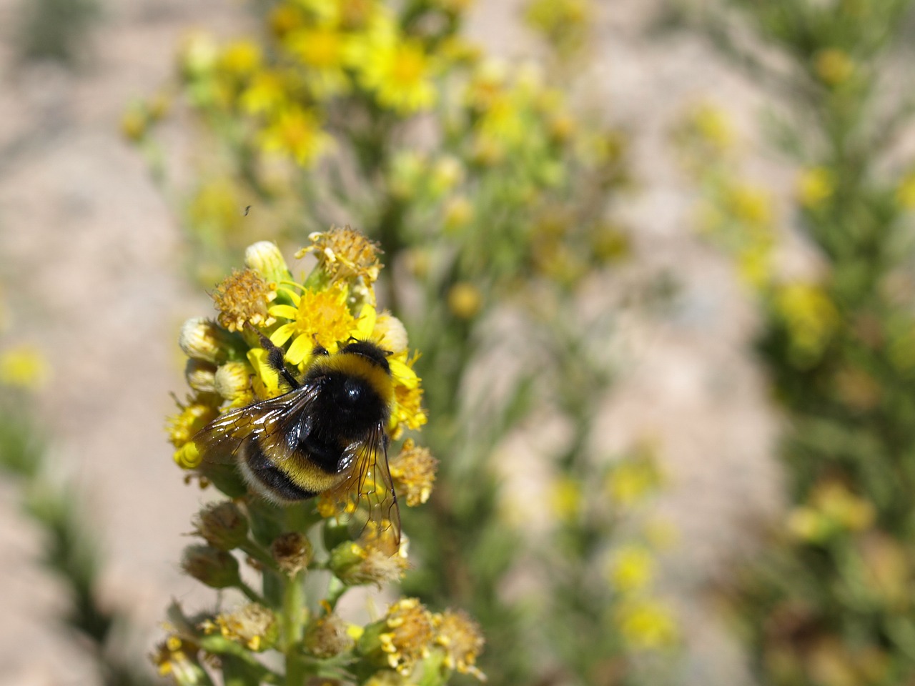 bumblebee bombus terrestris pollination free photo