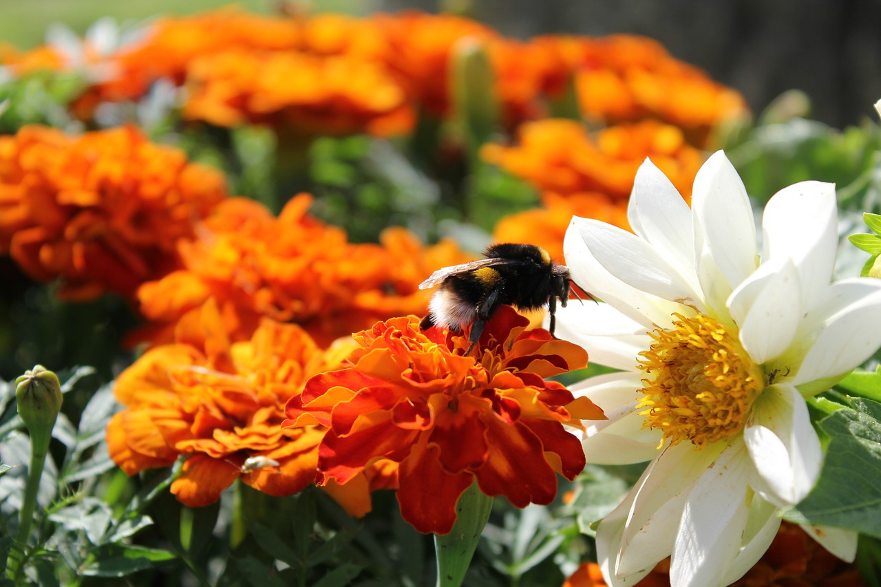 bumblebee beautiful flowers summer free photo