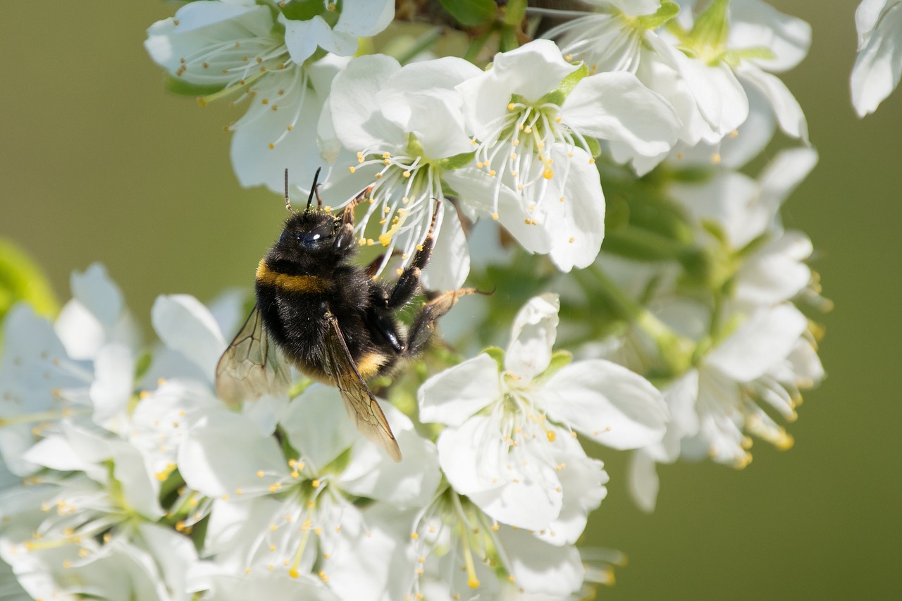 bumblebee fruit trees spring free photo