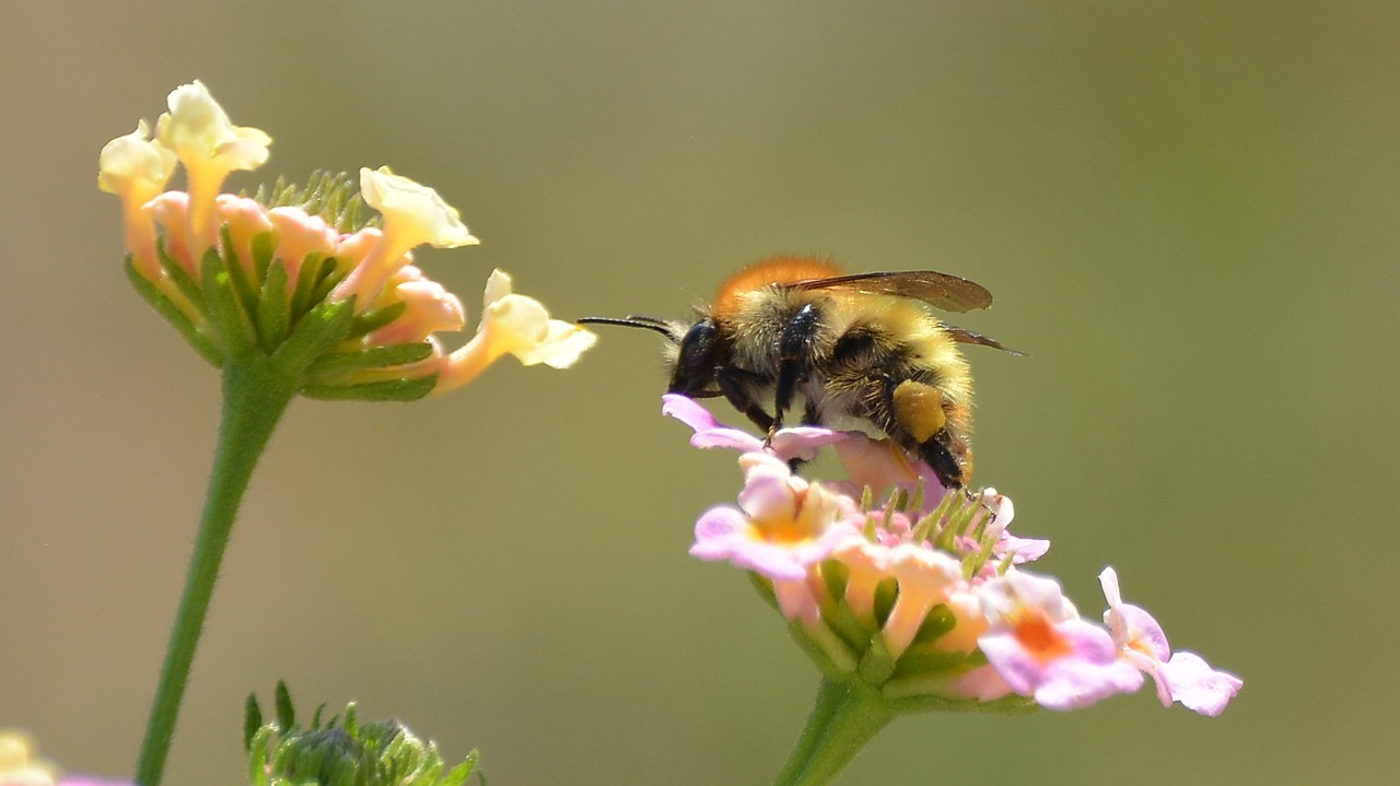 bumblebee flower spring free photo