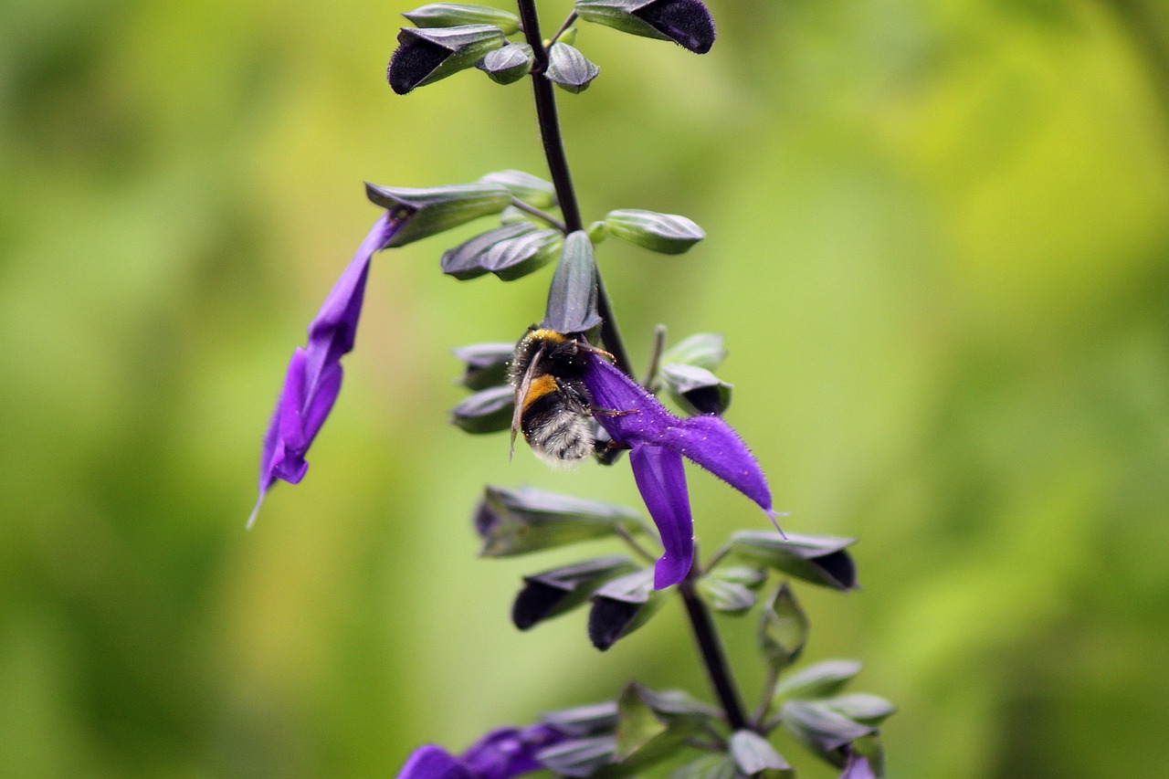 bumblebee insect nature free photo