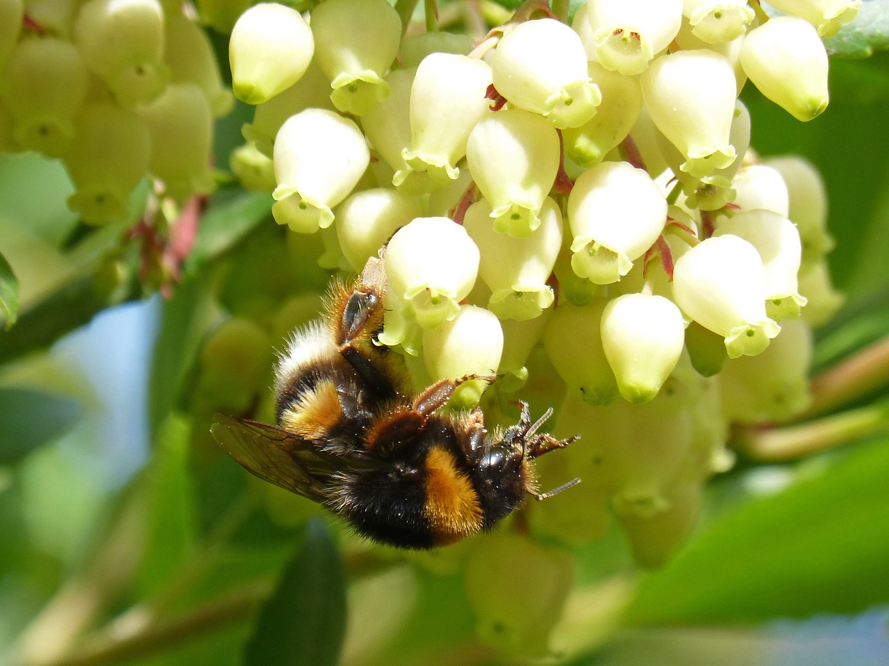 bumblebee libar flower free photo