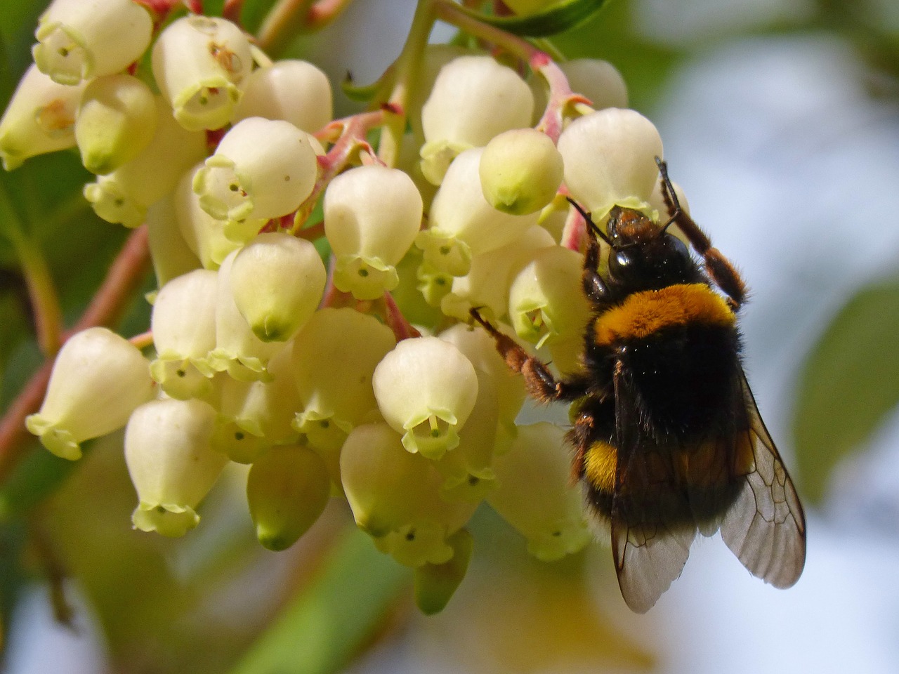bumblebee libar flower free photo