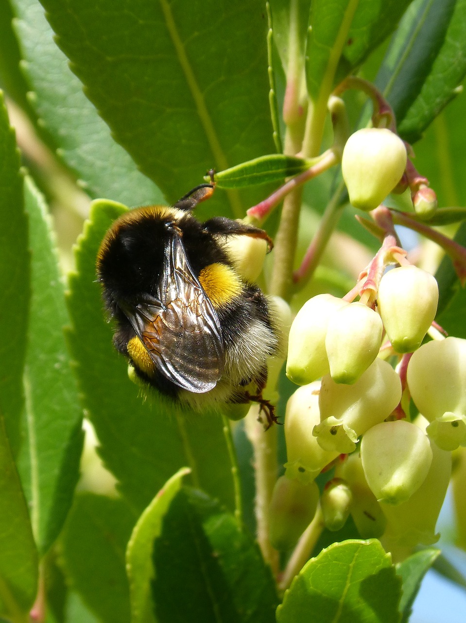 bumblebee arbutus flower libar free photo