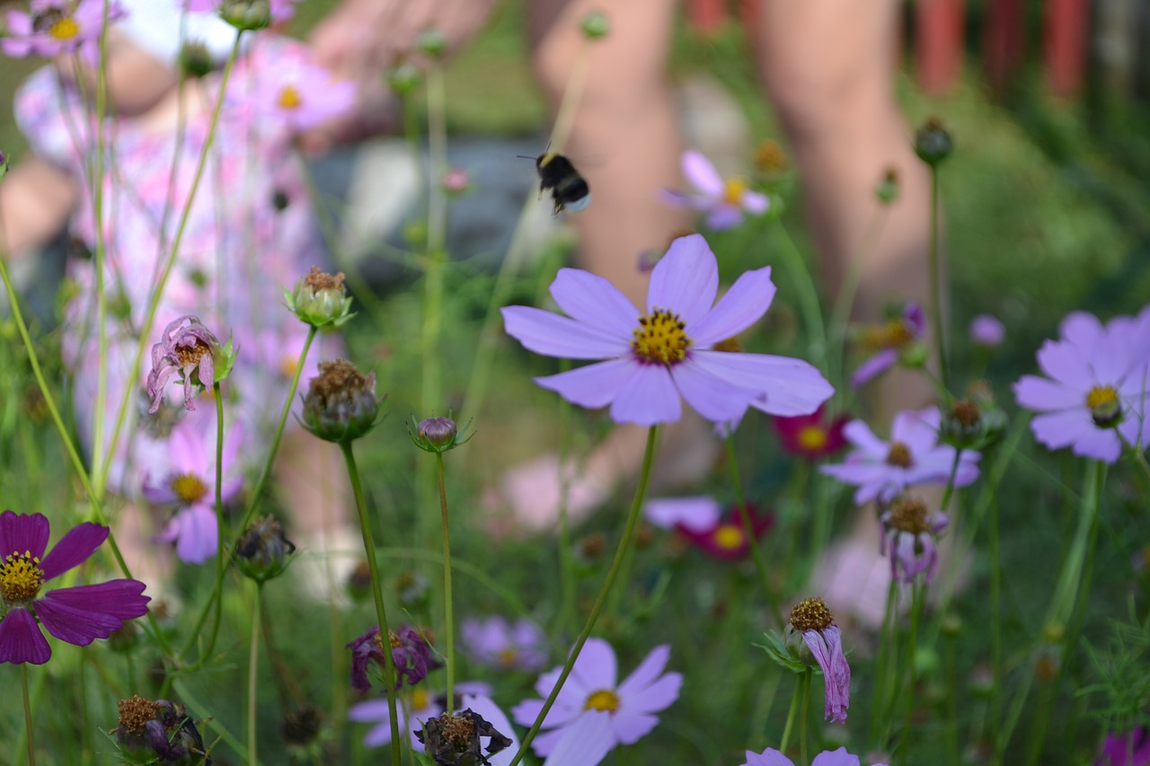 bumblebee child flowers free photo