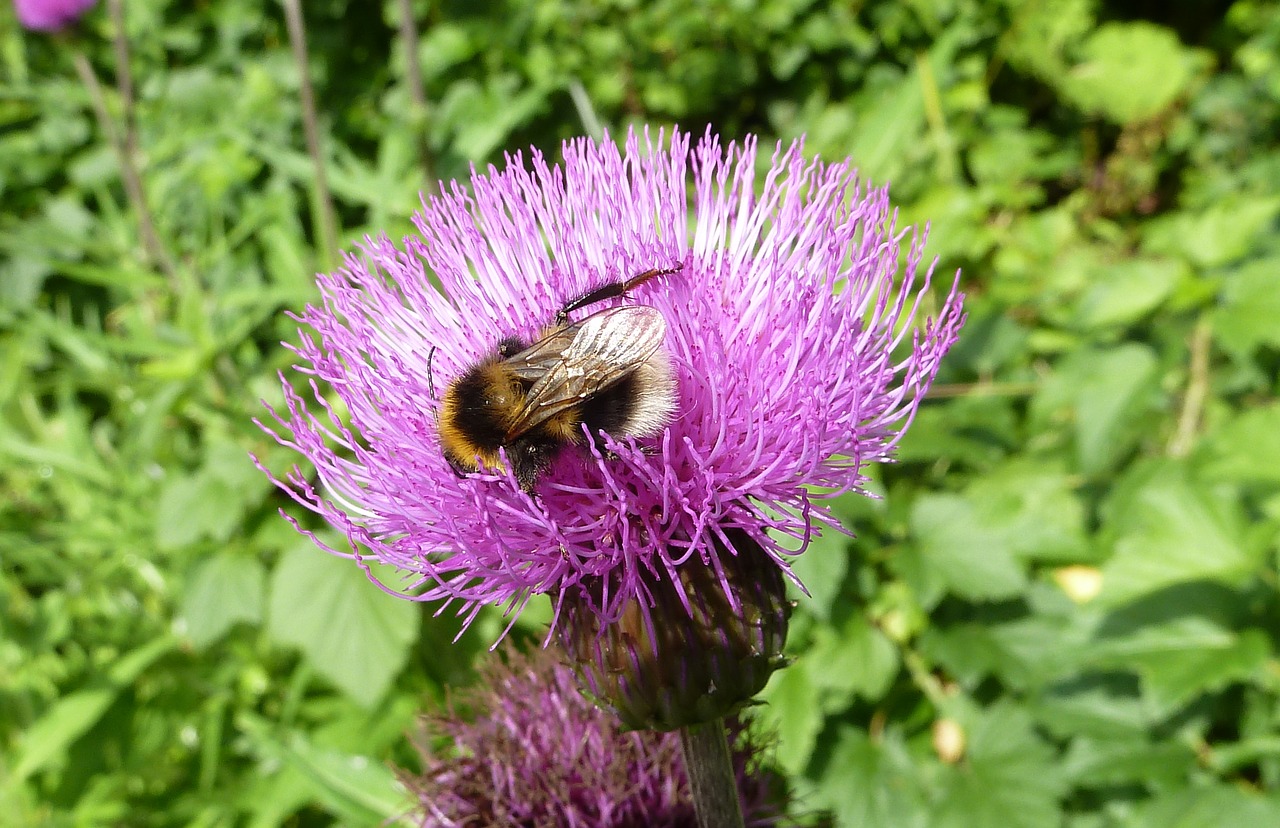 bumblebee flower insect free photo