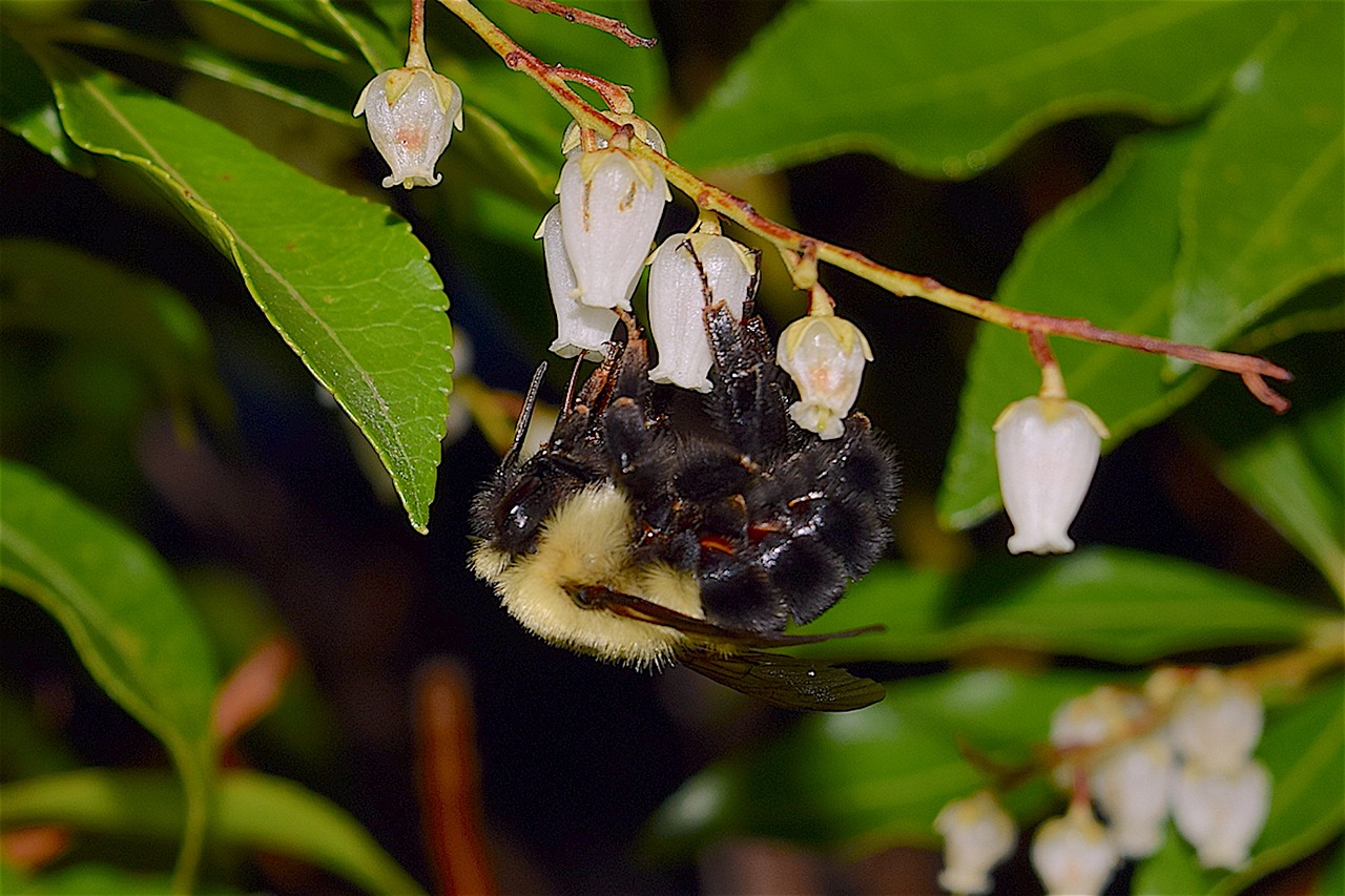 bumblebee insect flowers free photo