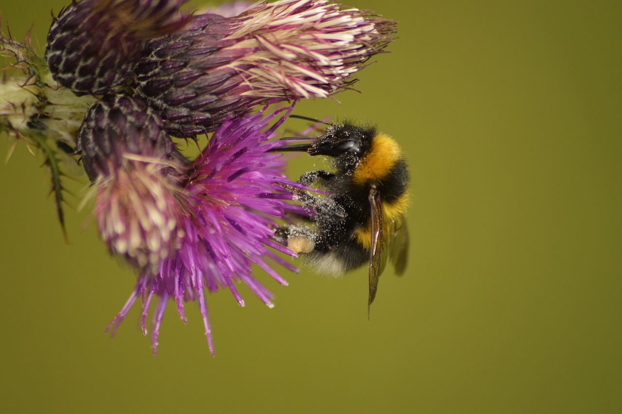 bumblebee nature wildlife free photo