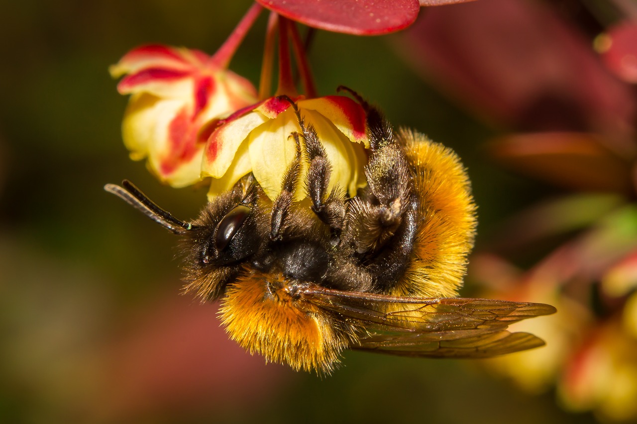 bumblebee flower nature free photo