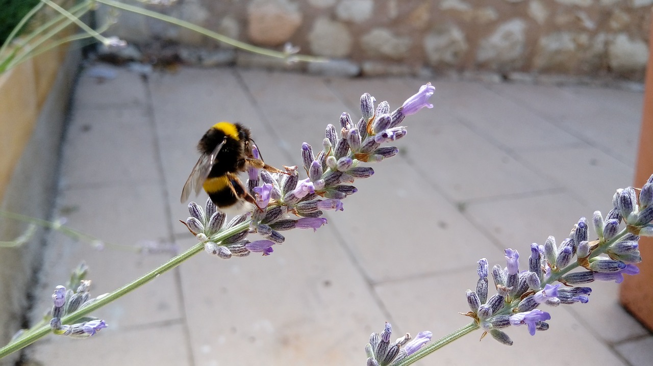 bumblebee insect pollination free photo