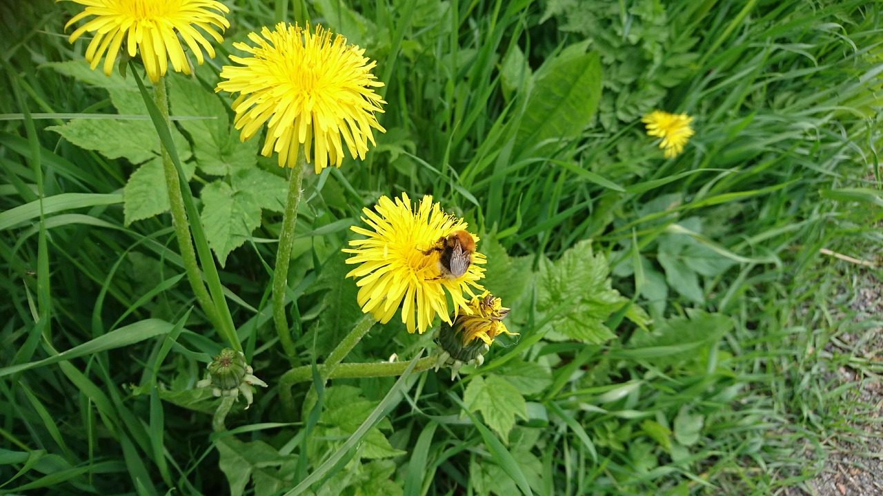 bumblebee dandelion grass free photo