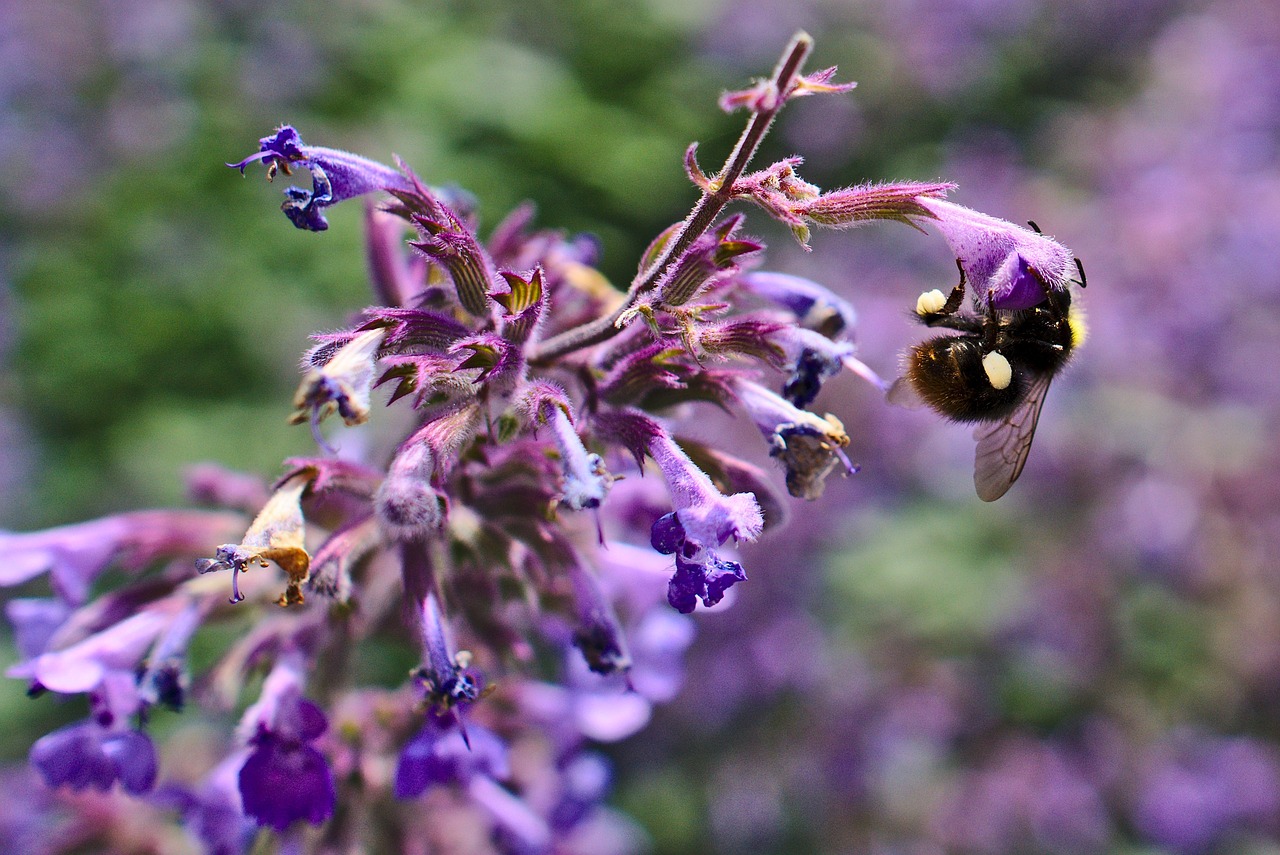 bumblebee purple flower free photo