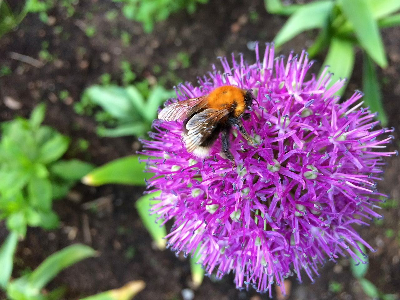 bumblebee flower nature free photo