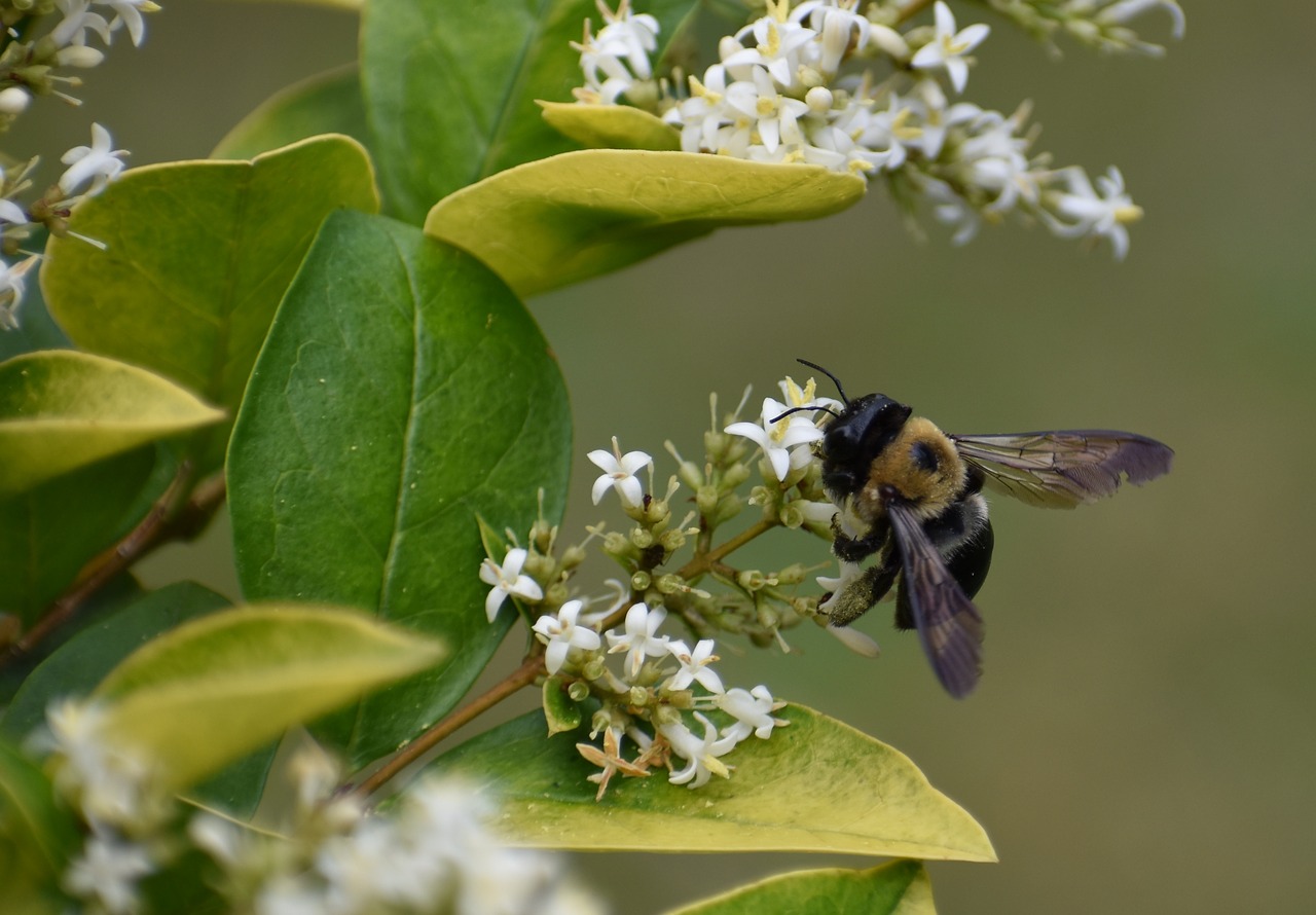 bumblebee bee pollen free photo
