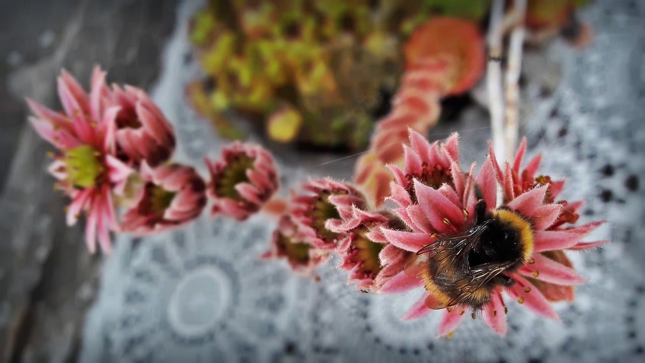 bumblebee succulent plant free photo