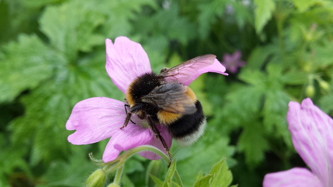 bumblebee pelagonia geranium free photo