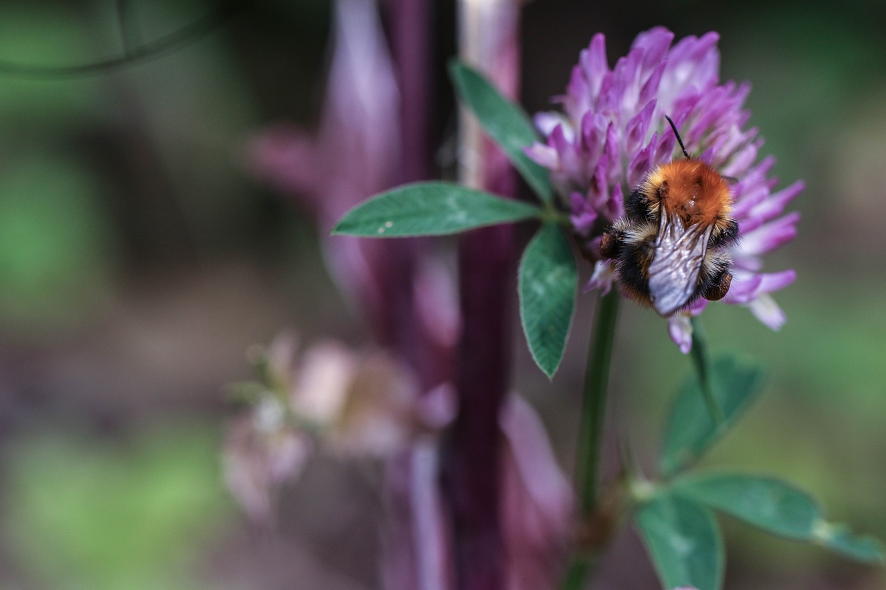 bumblebee flower insect free photo