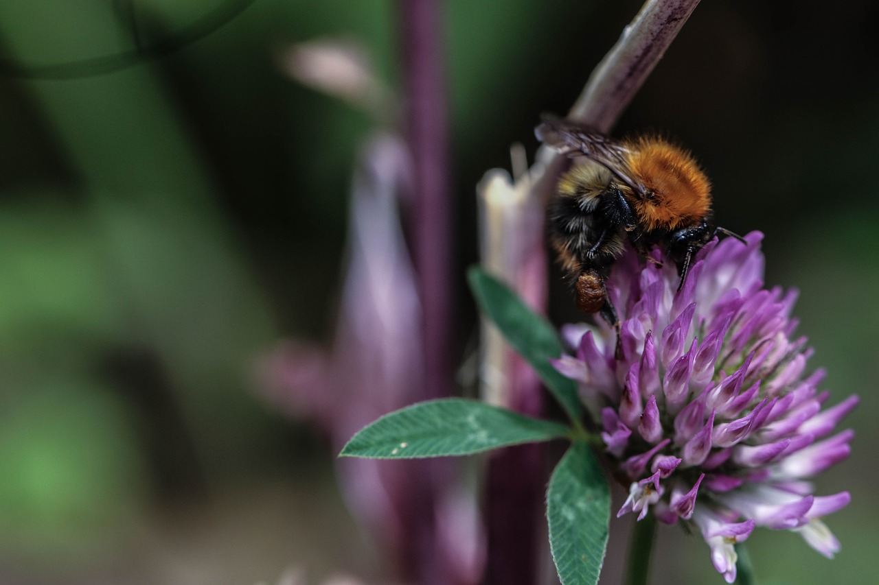 bumblebee flower insect free photo