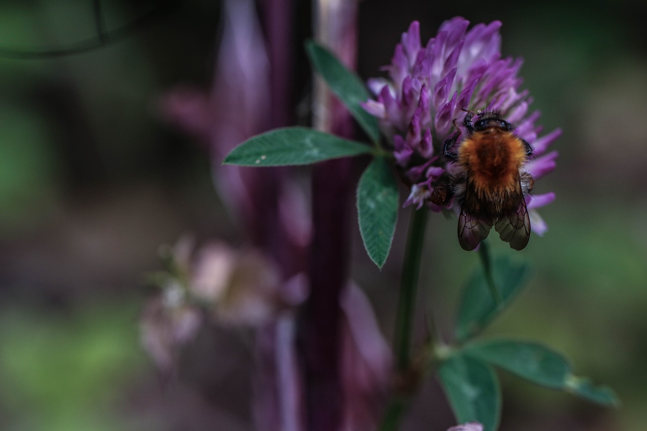 bumblebee flower insect free photo