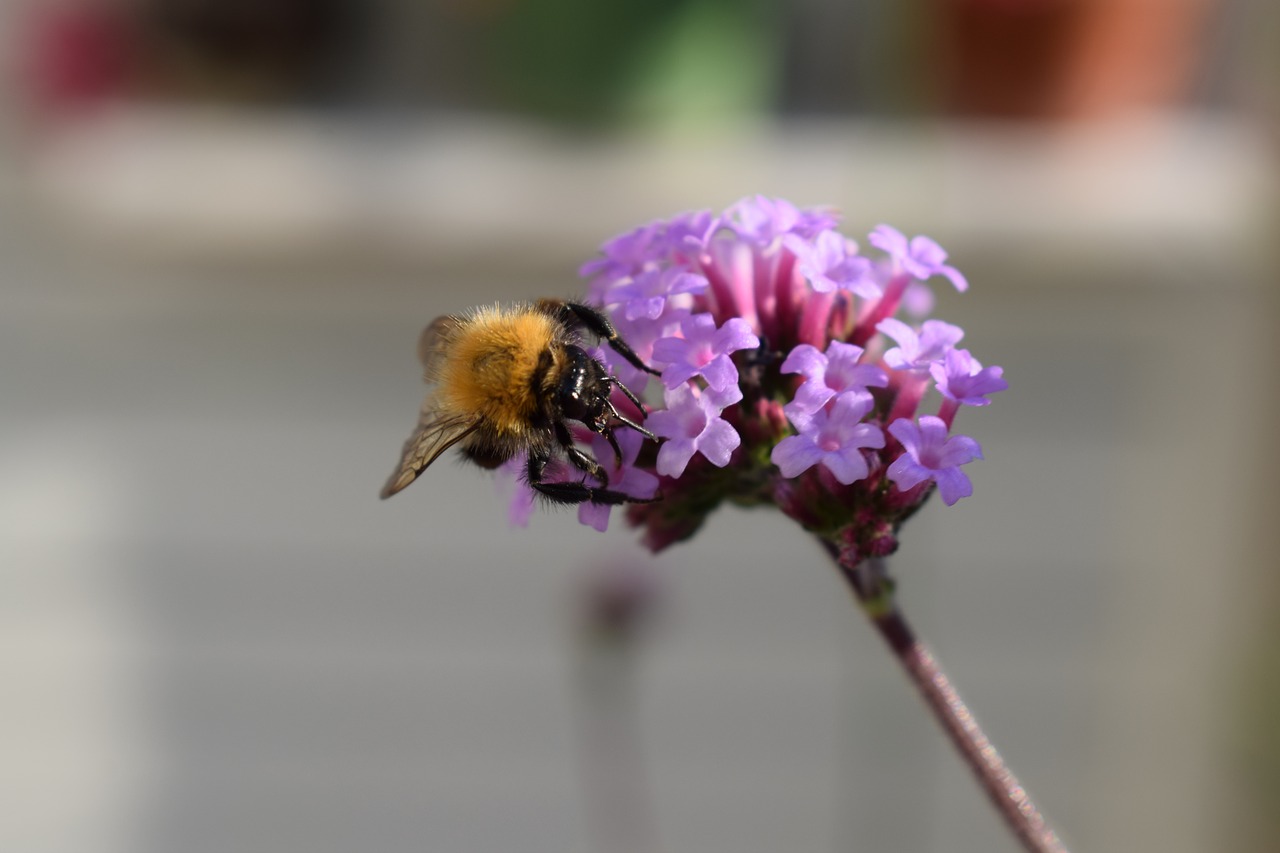 bumblebee verbena purple free photo