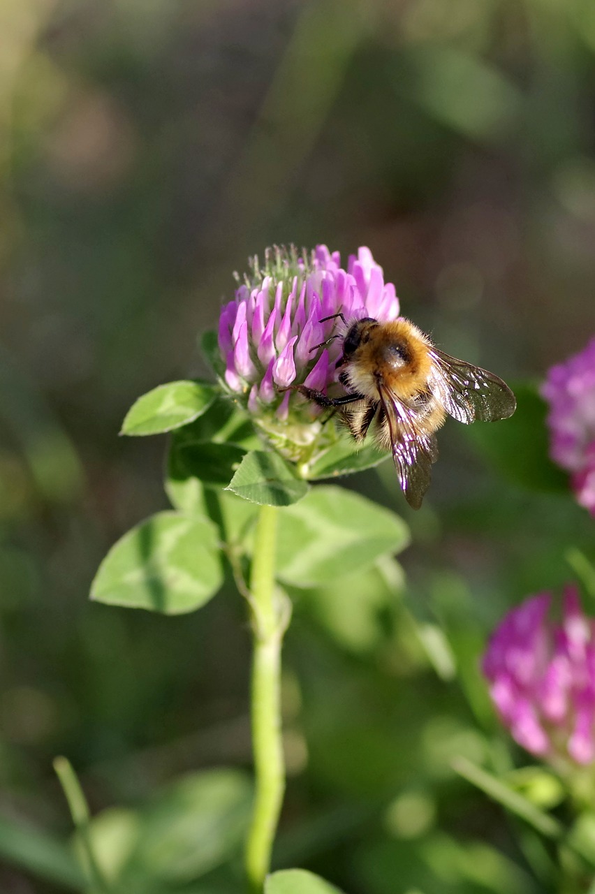 bumblebee insect pollinate free photo