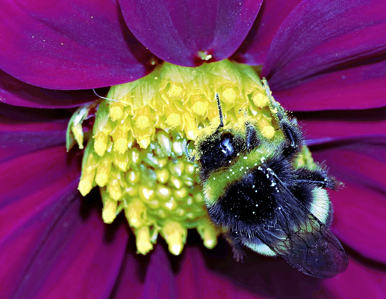 bumblebee insect pollinate free photo