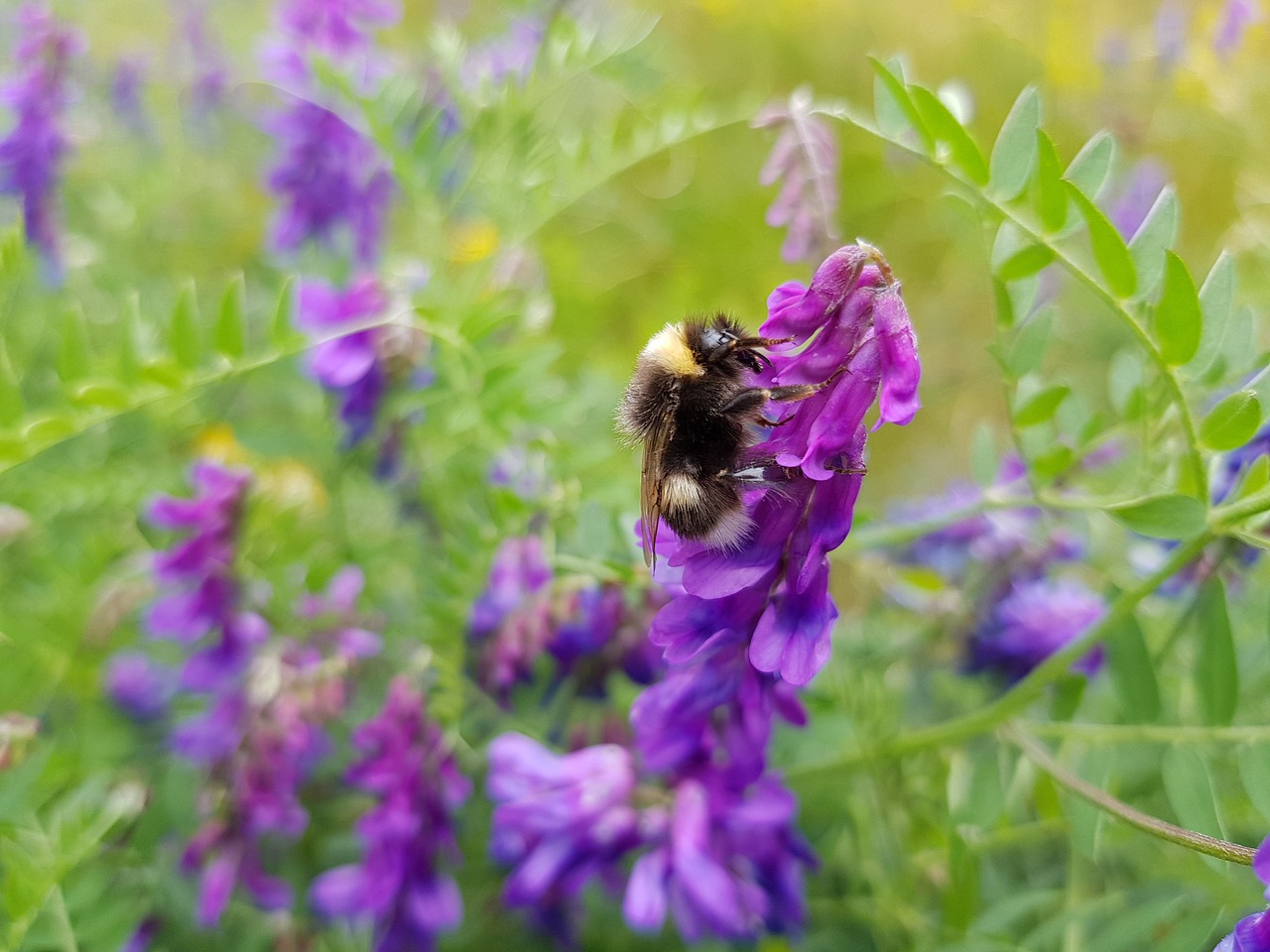 bumblebee flower purple free photo