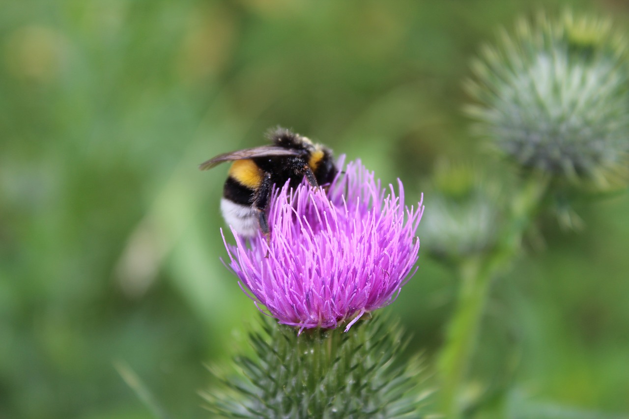 bumblebee flower bug free photo