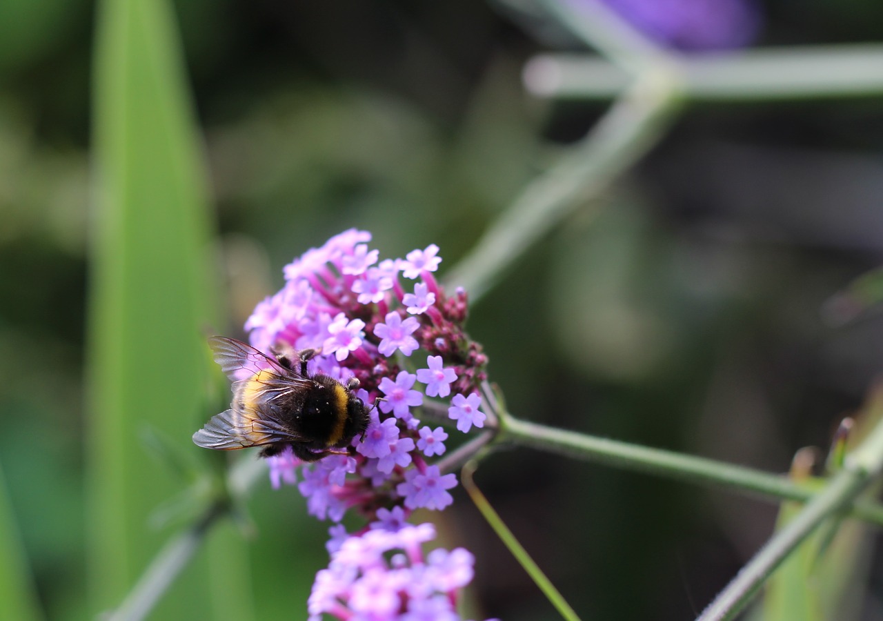 bumblebee bee summer free photo