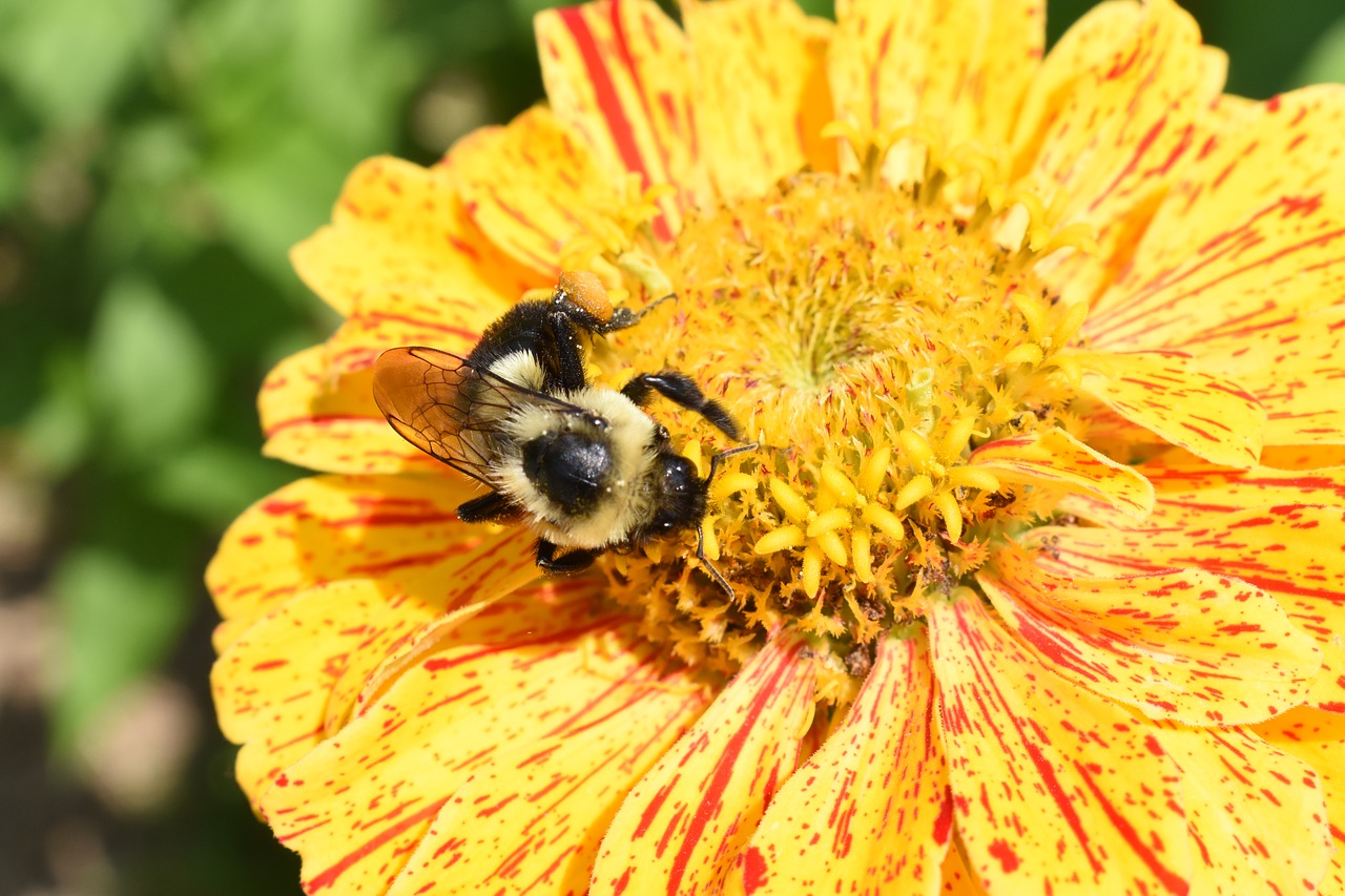 bumblebee bee flower free photo