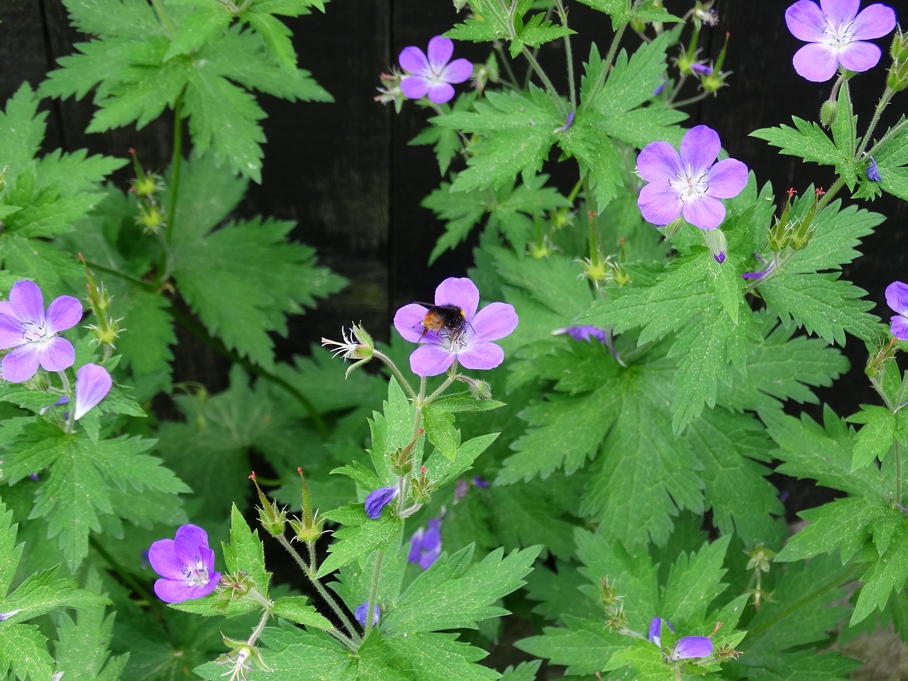 bumblebee flowers flower free photo