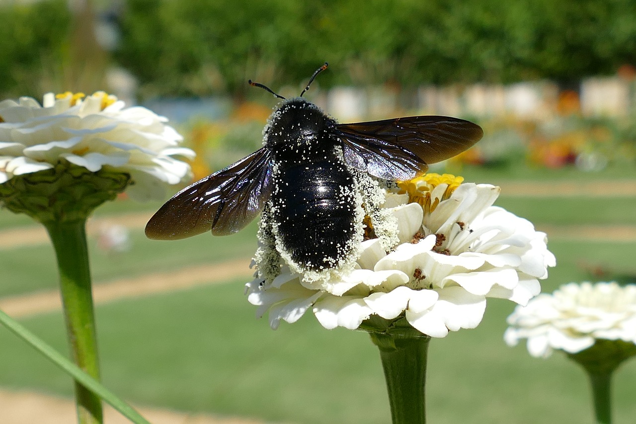 bumblebee bug pollen free photo