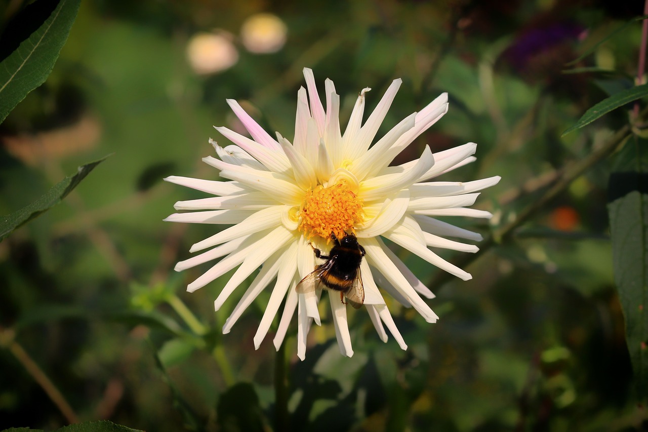 bumblebee insect pollination free photo