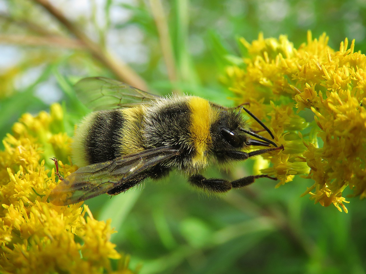 bumblebee macro photography insects free photo