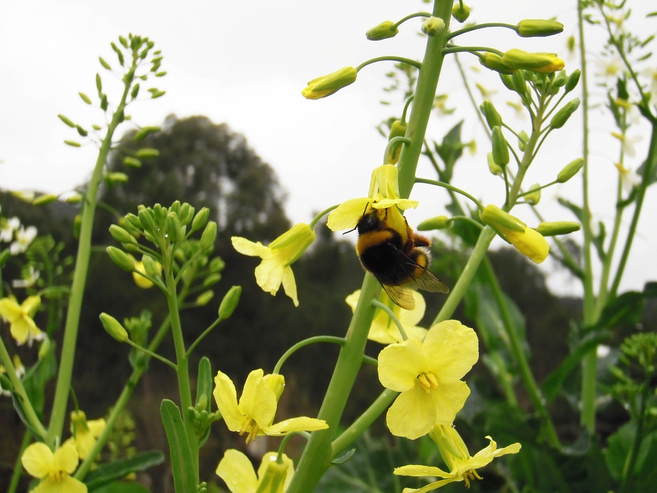 bumblebee flower cabbage galician free photo
