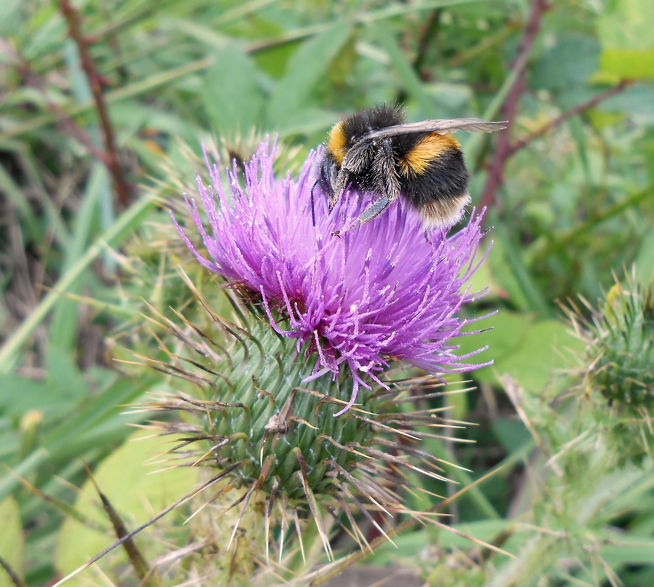 bumblebee scotch thistle summer free photo