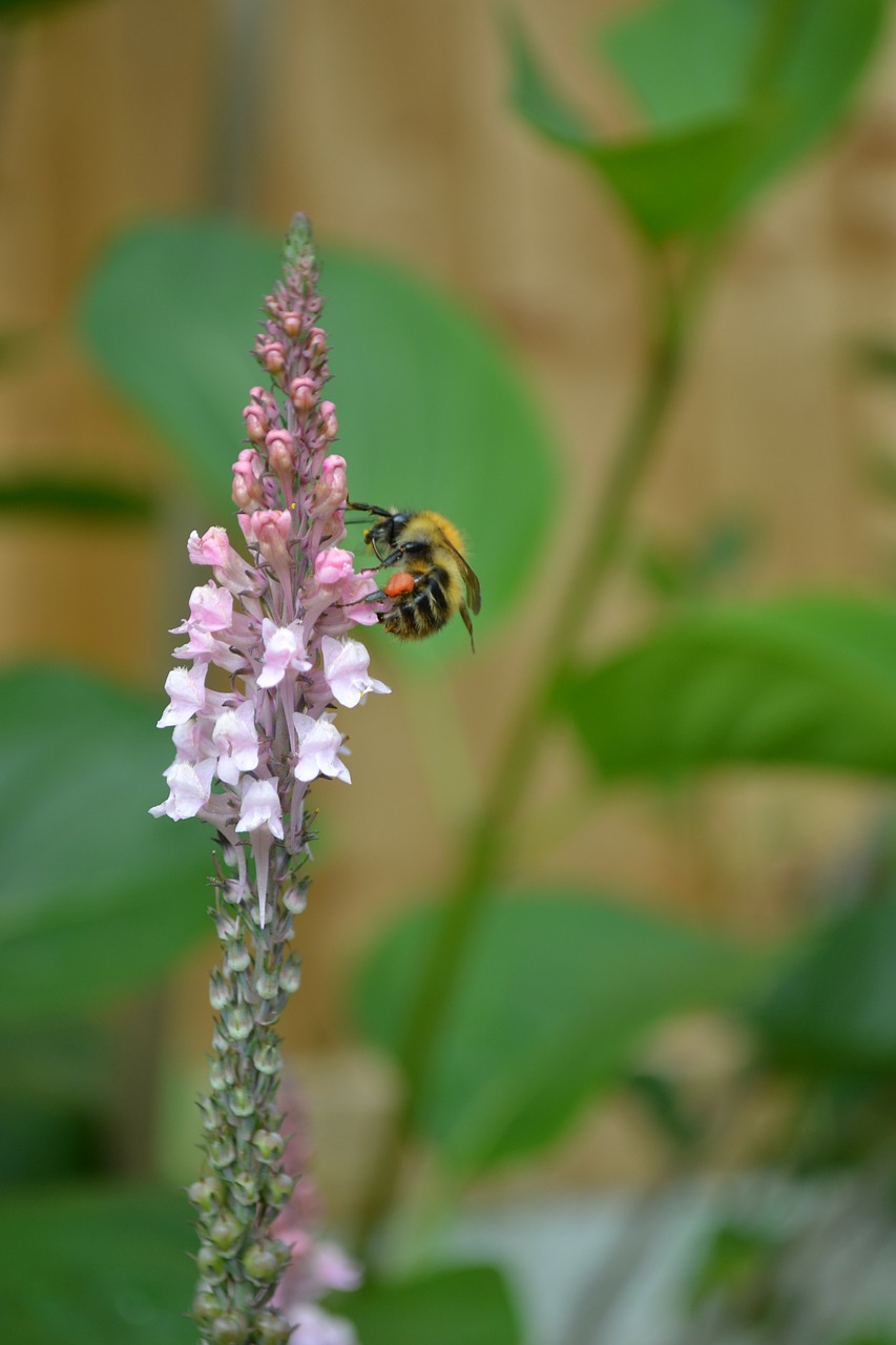 bumblebee drinking nectar pale-pink loosestrife free photo