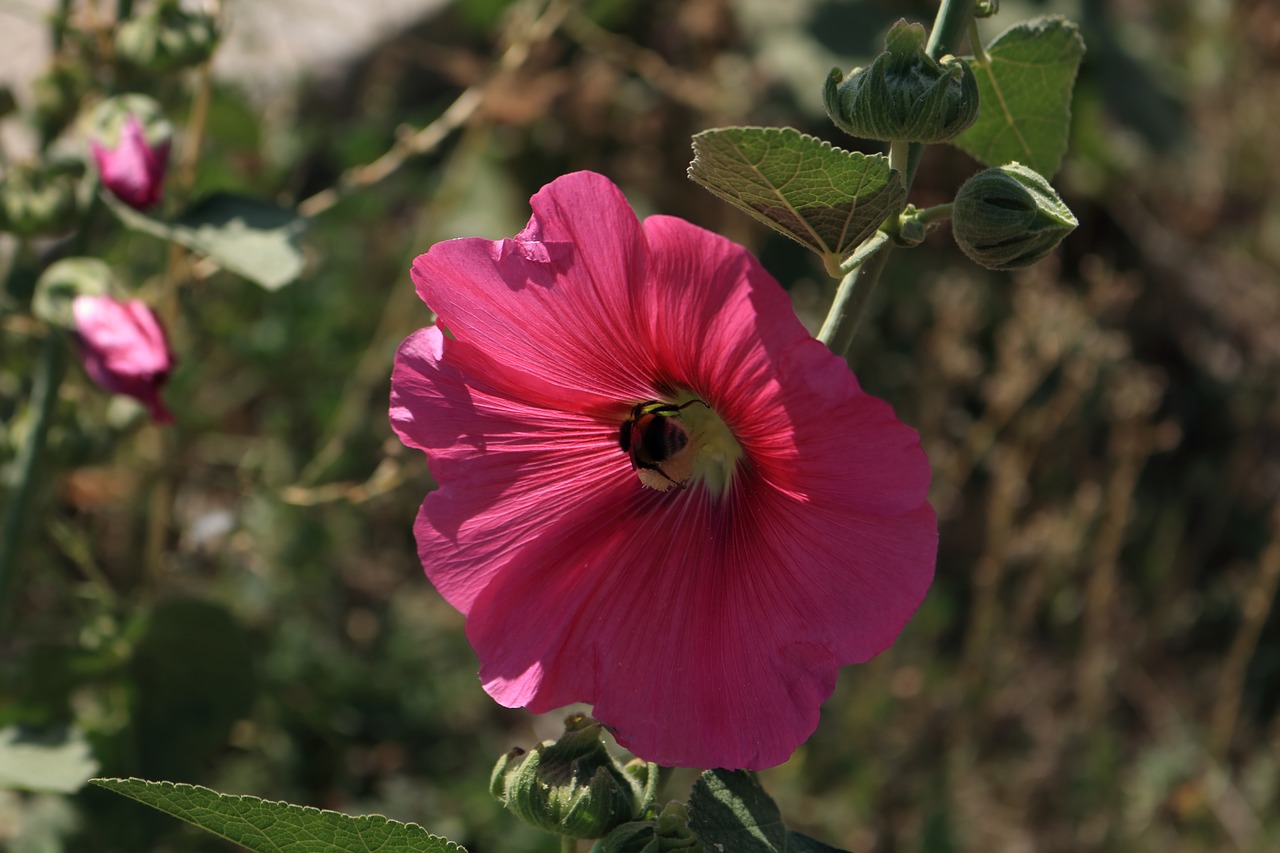 bumblebee rose flower free photo