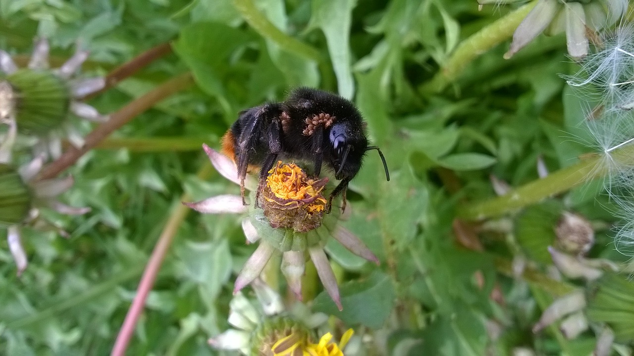 bumblebee bee mite free photo