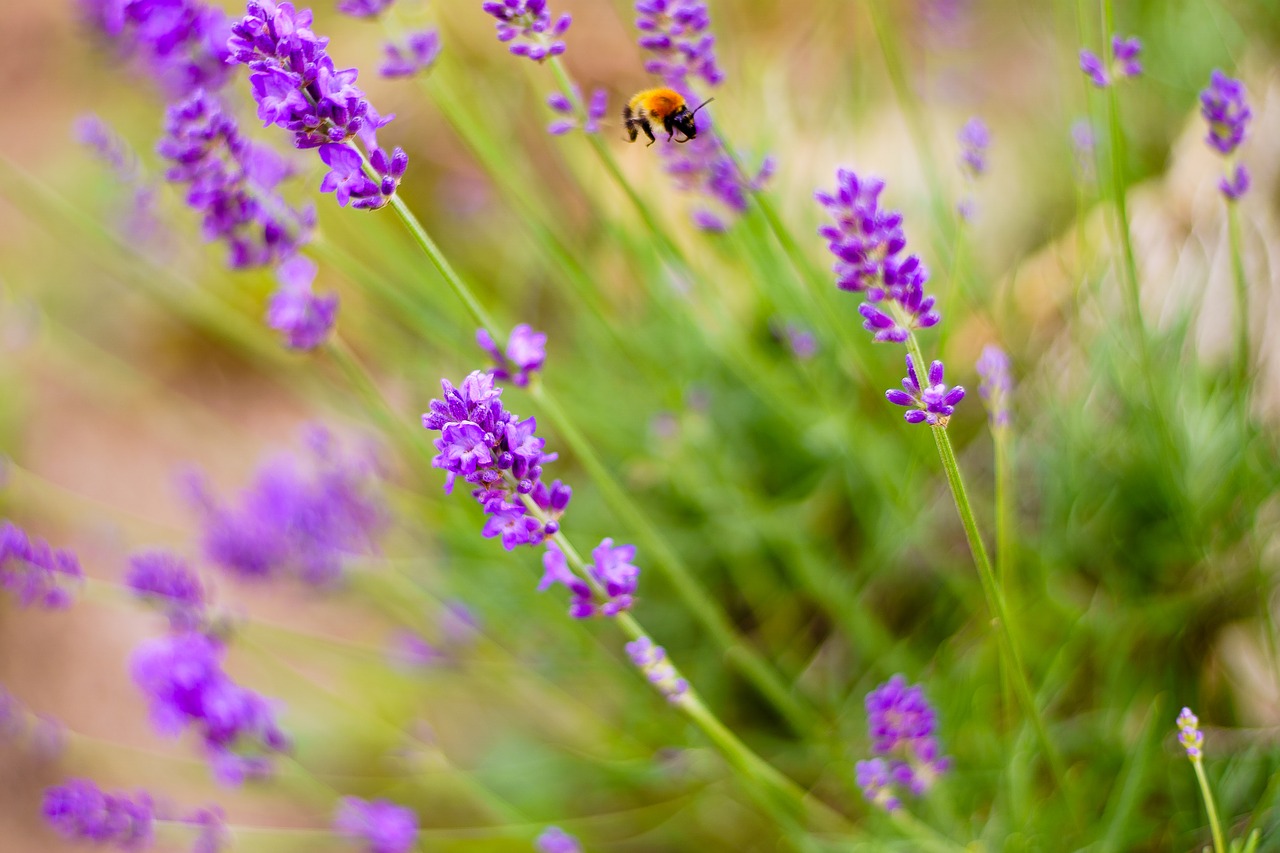 bumblebee insect lavender free photo