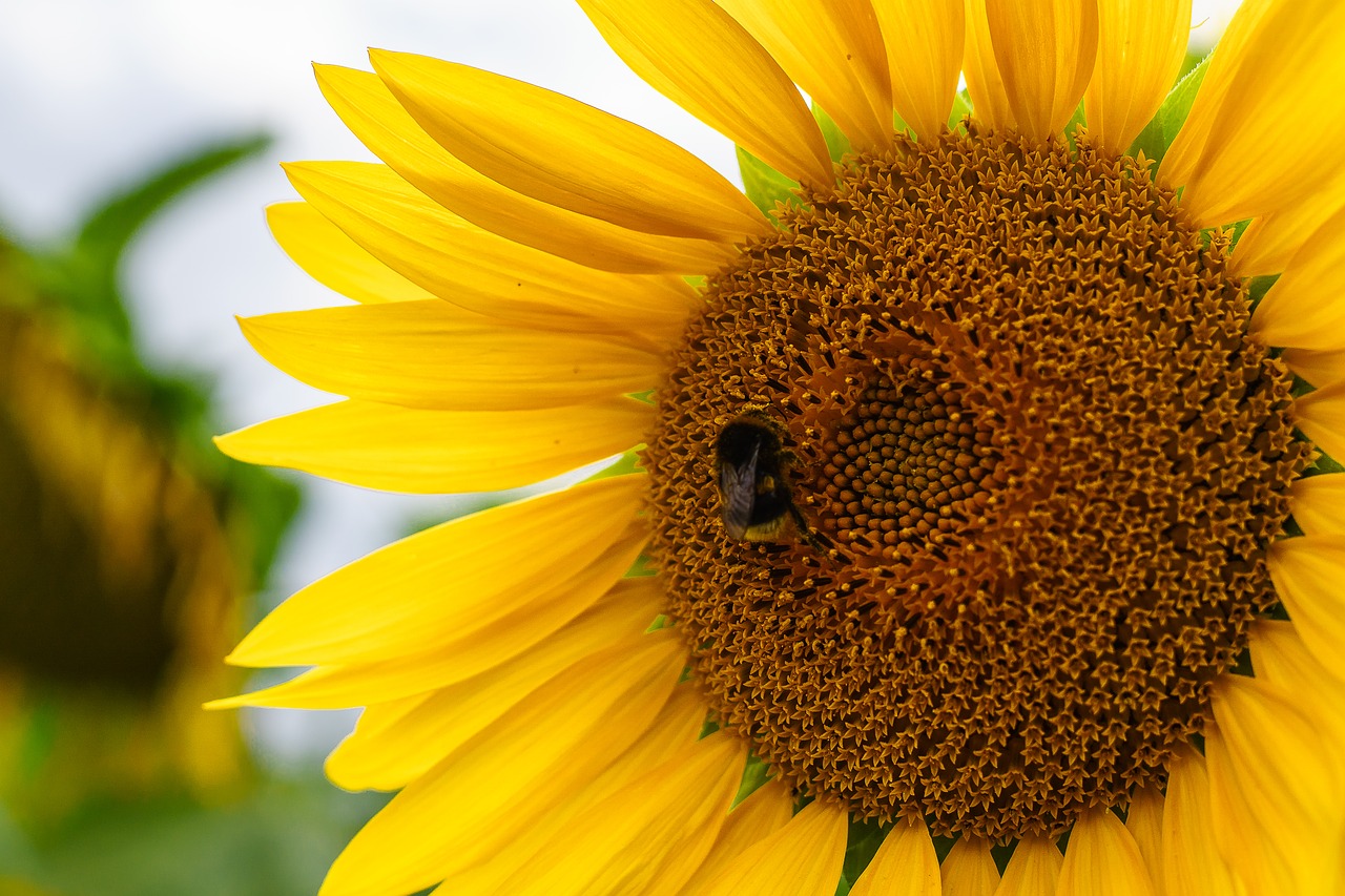 bumblebee sunflower flower free photo