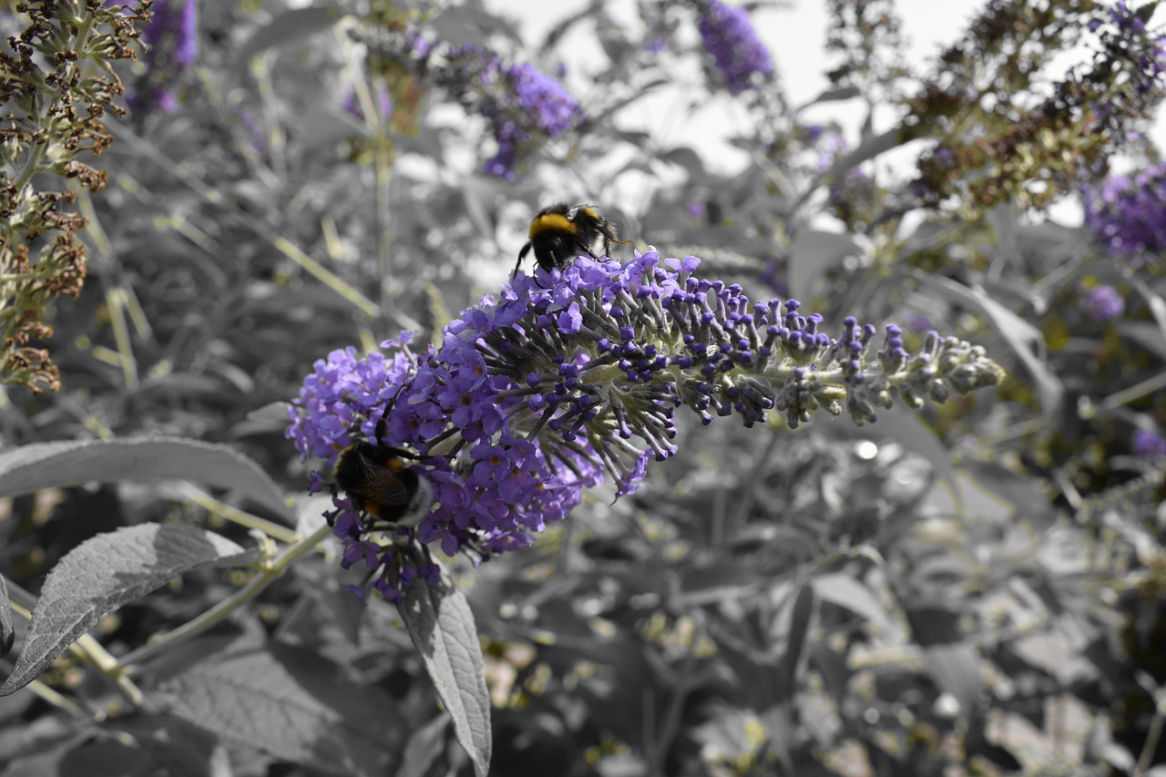 bumblebee purple grey free photo