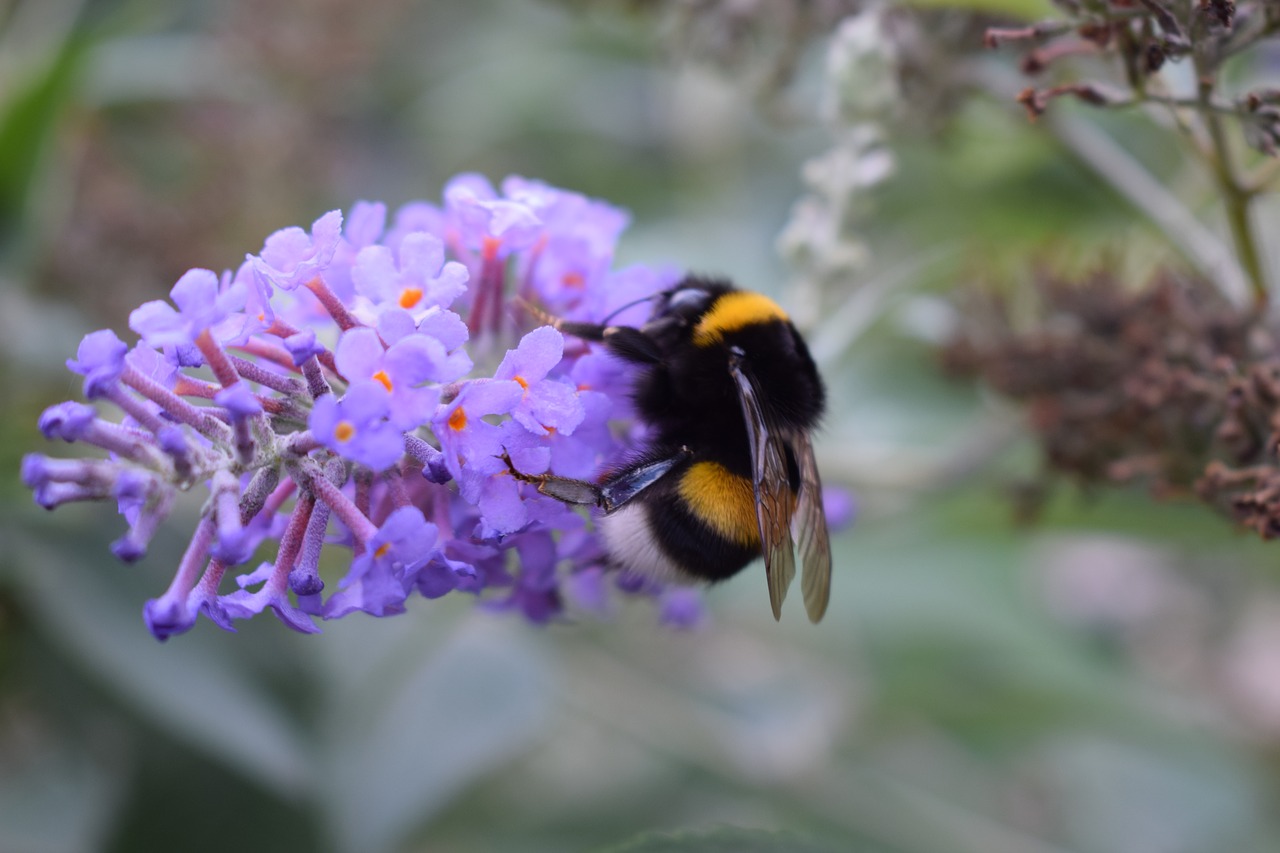bumblebee butterfly bush garden free photo