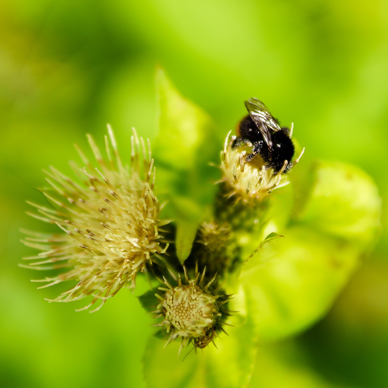 bumblebee thistle flower free photo