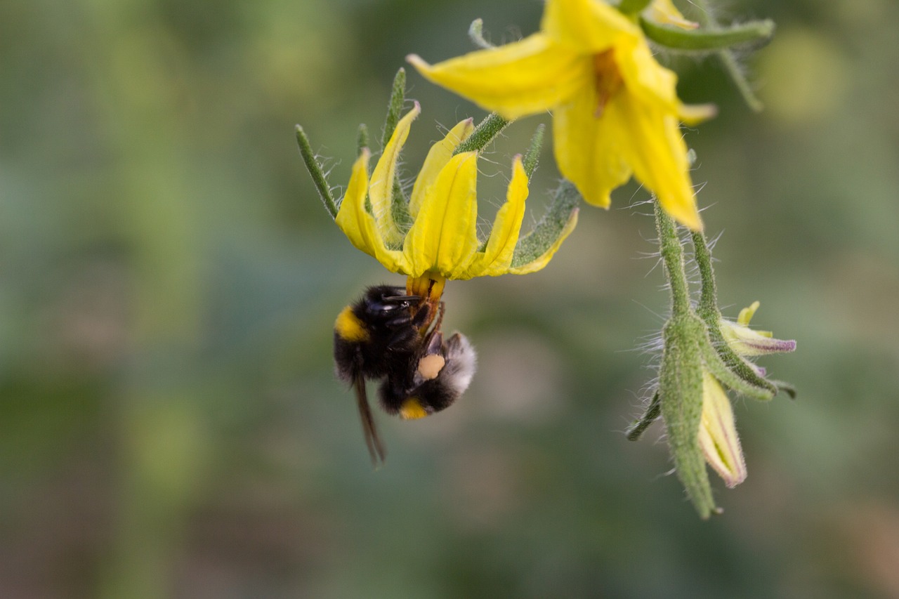 bumblebee pollinating flower free photo