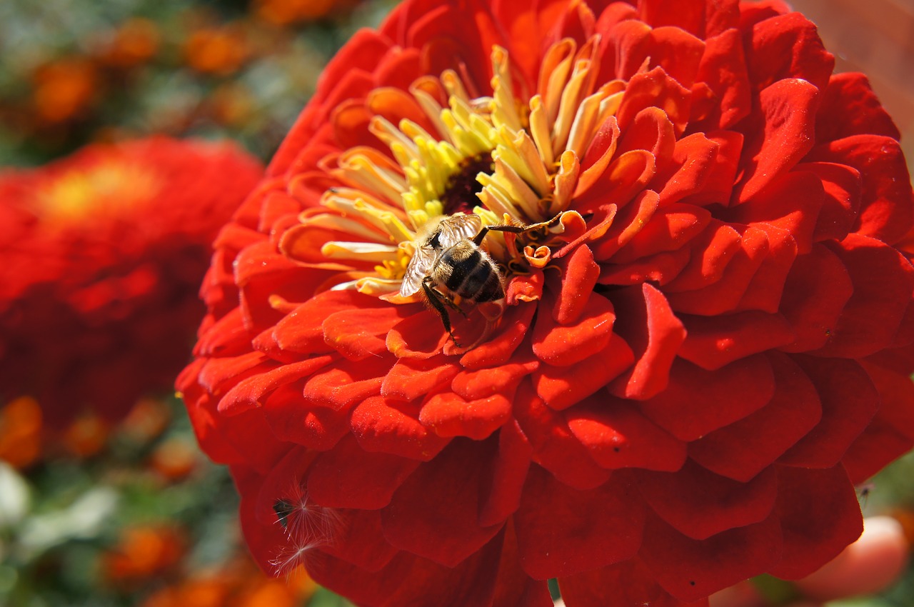 bumblebee flower zinnias free photo
