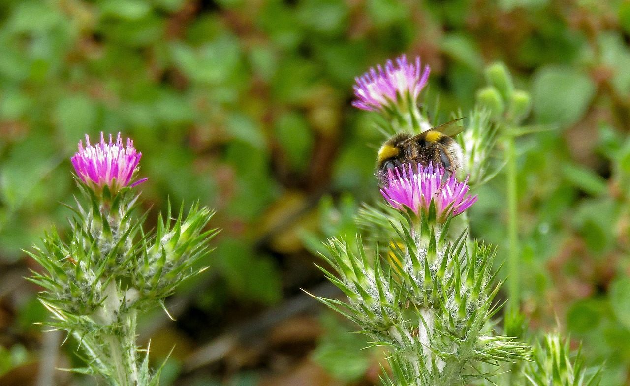 bumblebee  borinot  nature free photo