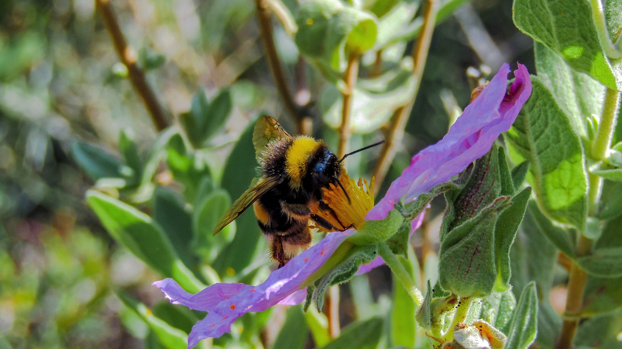bumblebee  borinot  bee free photo